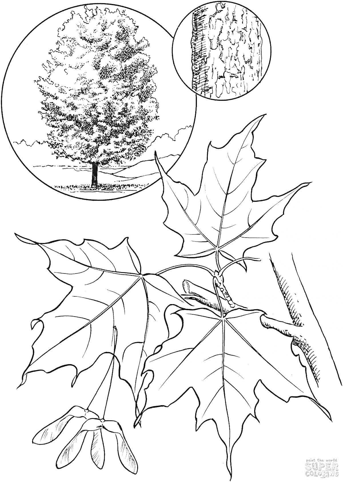 На раскраске изображено: Клен, Кора, Листья, Плоды, Природа, Ботаника, Осень