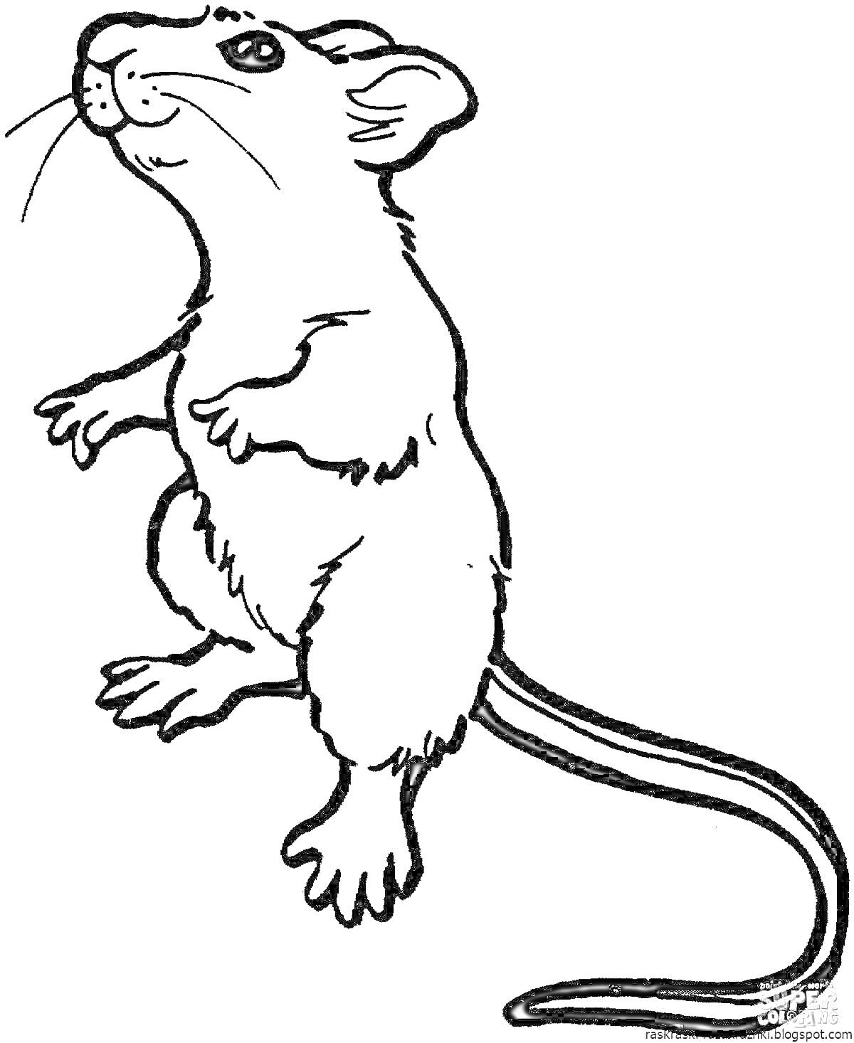 На раскраске изображено: Мышь, Животные, Длинный хвост, Белый фон, Грызуны