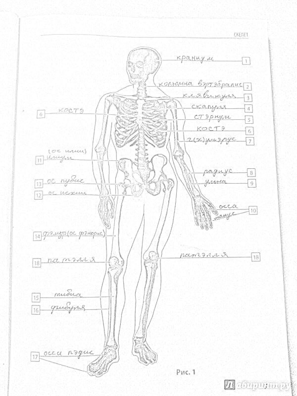 Раскраска Скелет человека с аннотациями. Все элементы: череп, ключица, грудина, ребра, позвоночник, кость плеча, локтевая кость, локоть, кость предплечья, кости запястья, таз, бедренная кость, надколенник, колено, большеберцовая кость, малоберцовая кость, кости сту