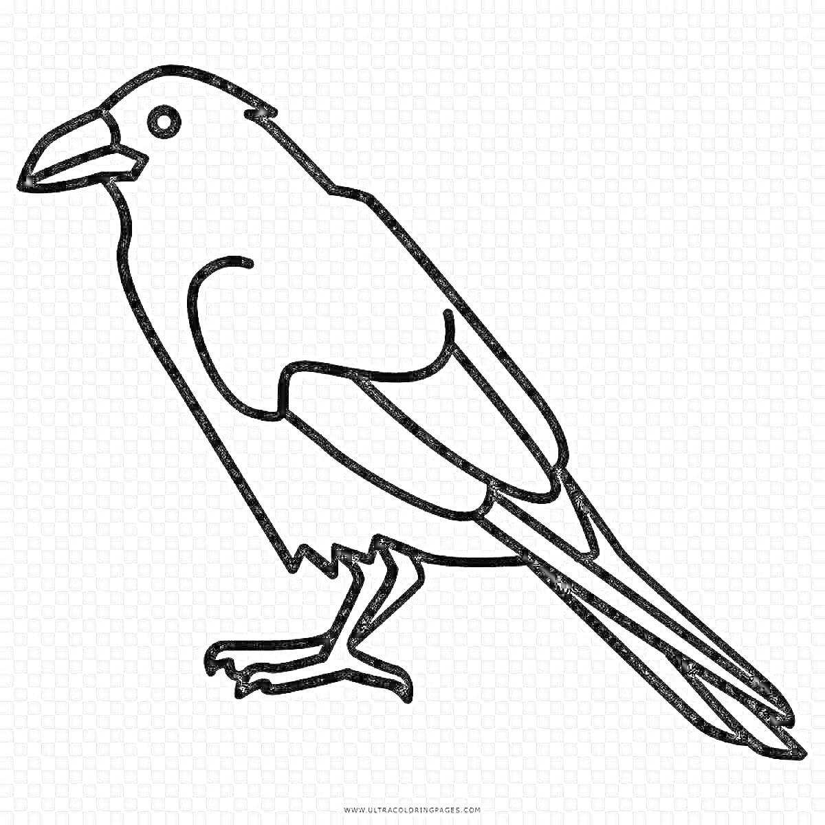 На раскраске изображено: Птица, Стоящая птица, Профиль, Природа, Для детей, Контурные рисунки