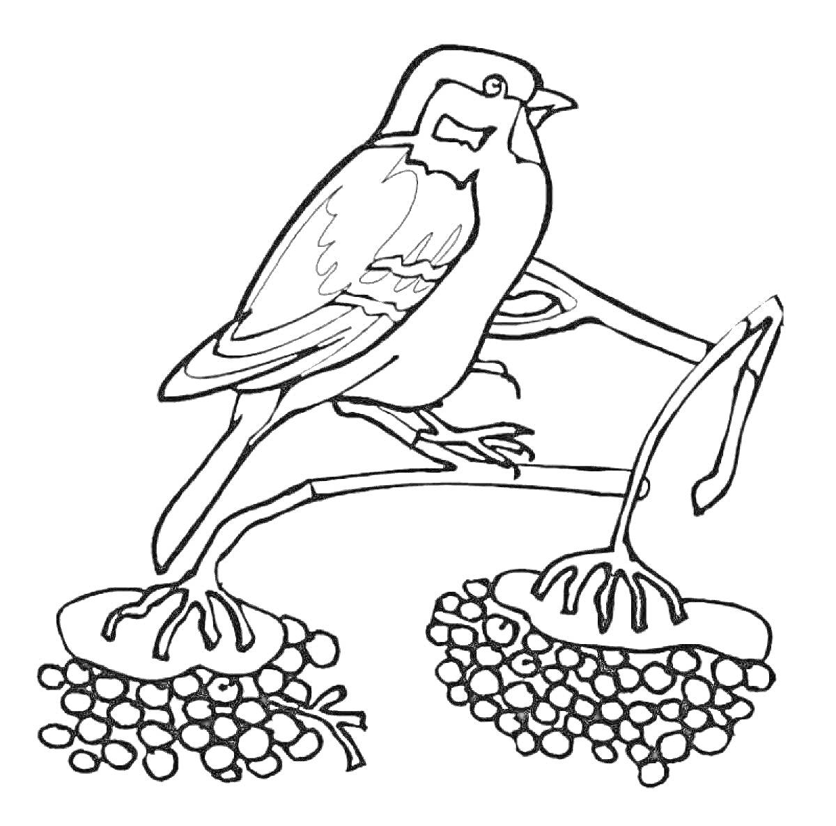 На раскраске изображено: Птица, Ветка, Кормушка, Ягоды, Природа, Кормление птиц