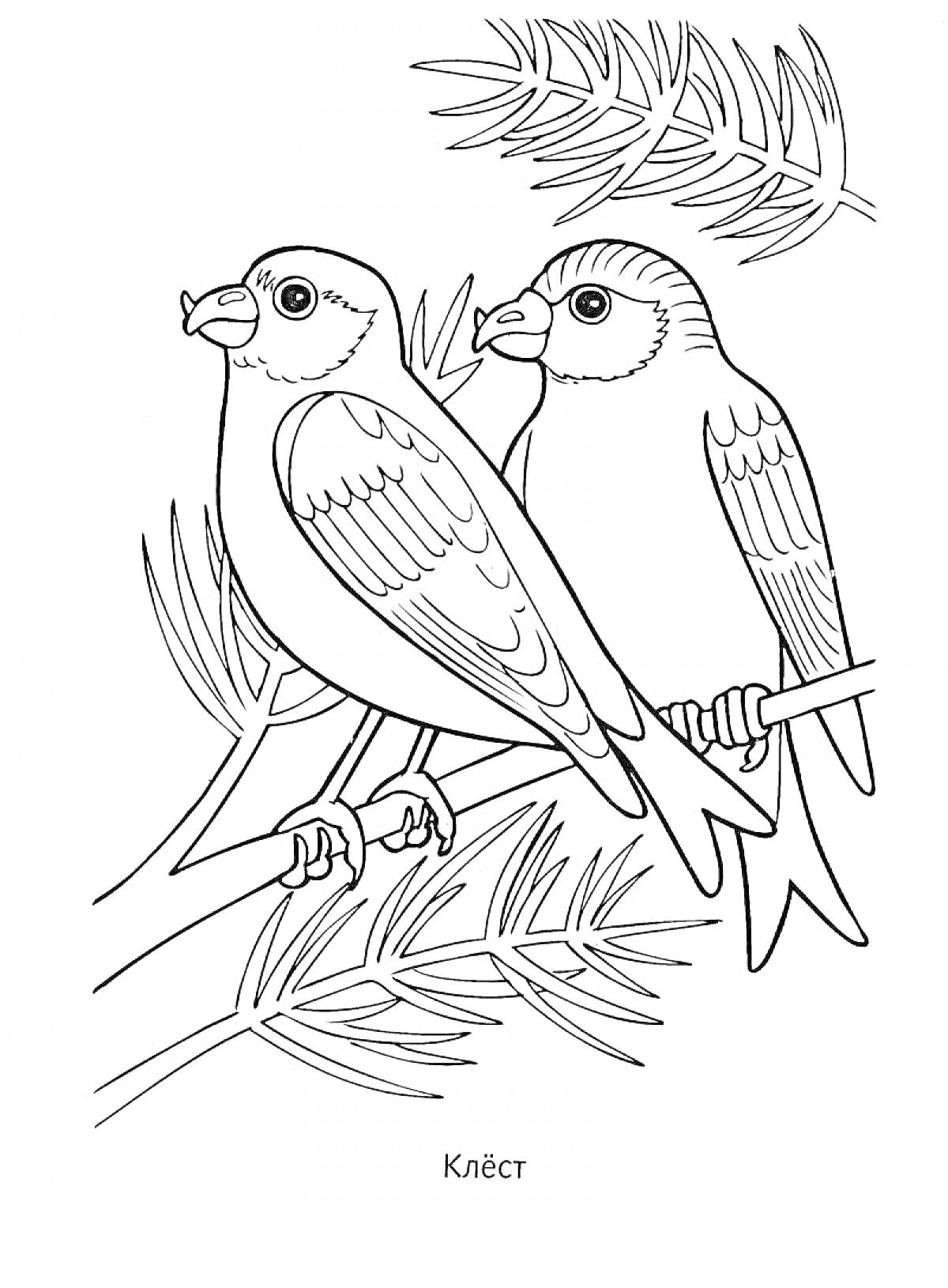 Раскраска Две птицы клеста на ветках хвойного дерева