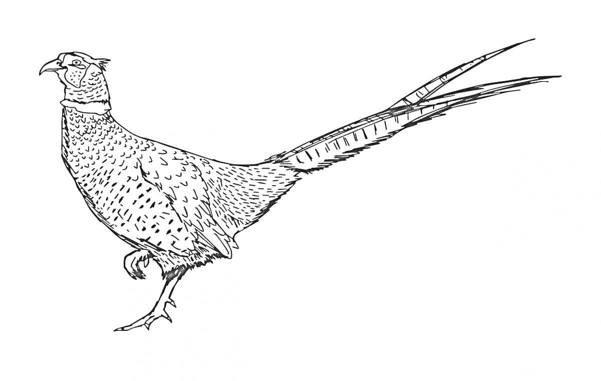 Раскраска Фазан (контурное изображение фазана в профиль)