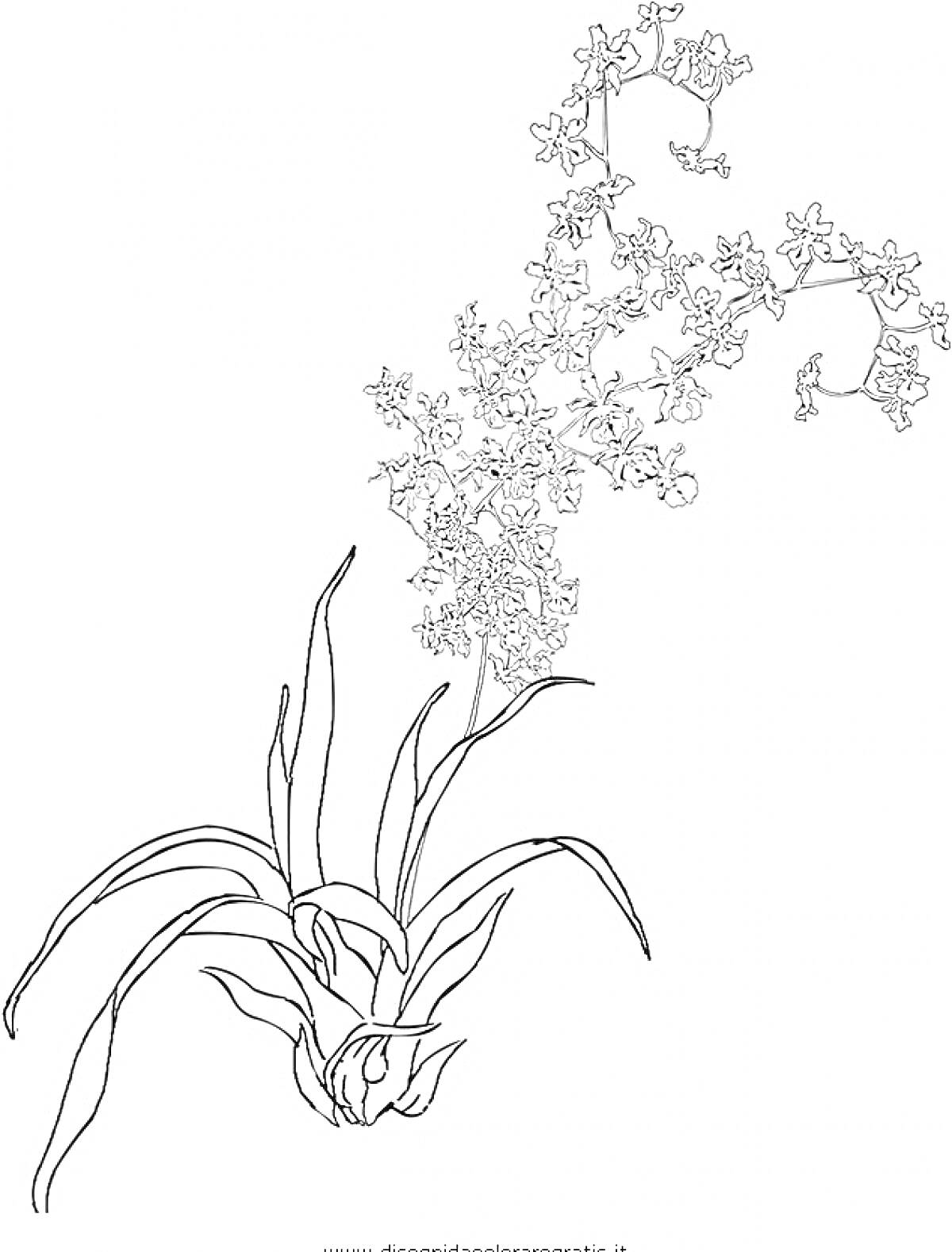 Раскраска орхидеи с длинным стеблем и многочисленными мелкими цветками