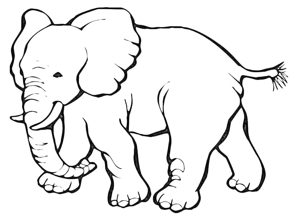 На раскраске изображено: Слон, Хобот, Уши, Хвост, Зоопарк, Животные