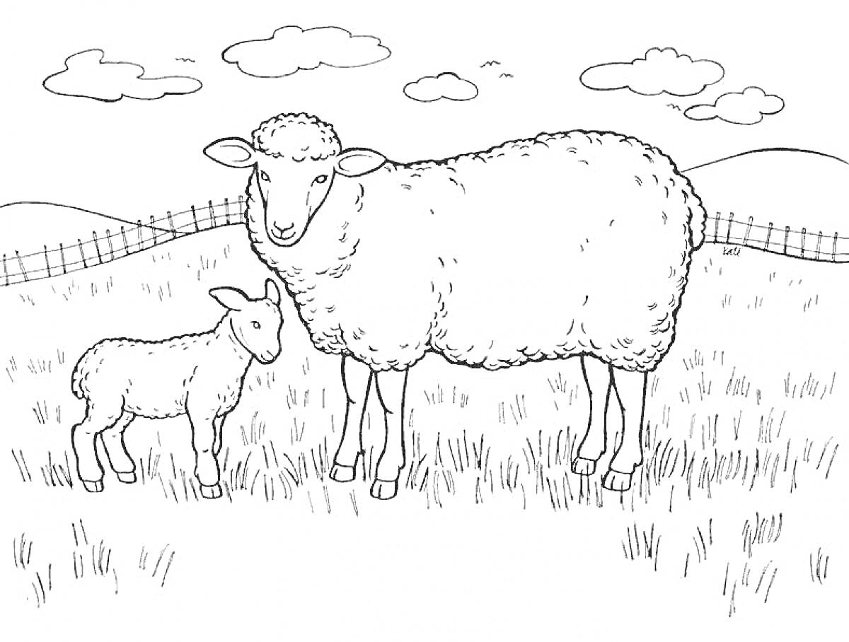Раскраска Овца с ягненком на фоне сельского пейзажа с забором и холмами