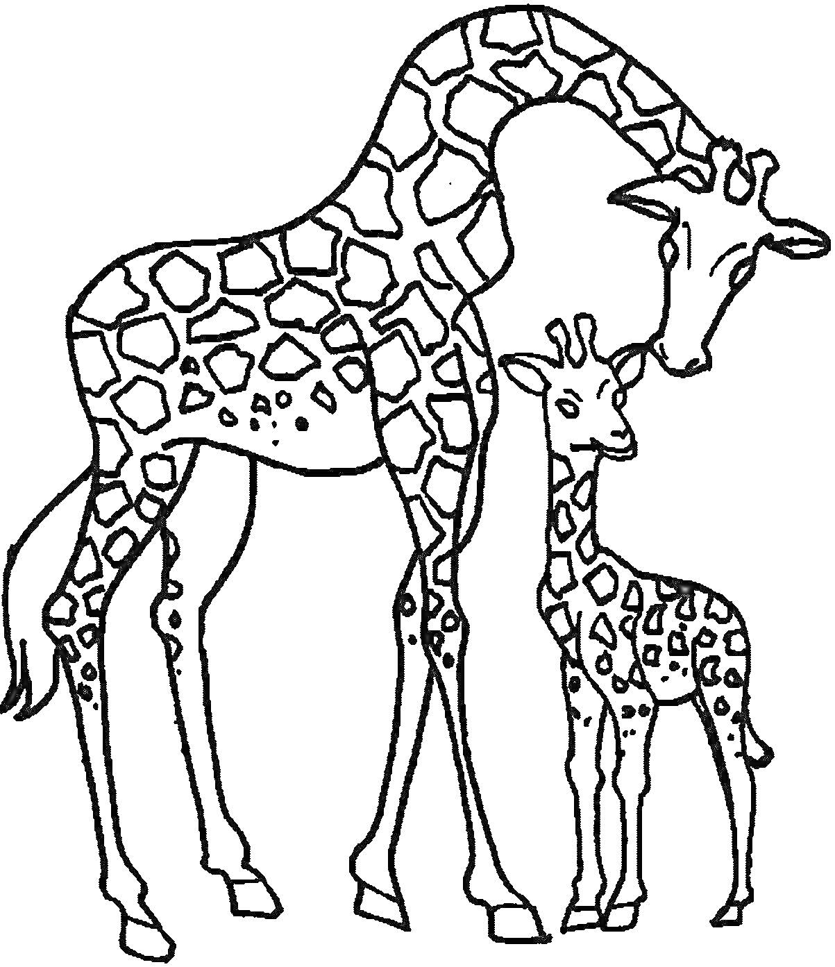 Взрослый жираф и детеныш жирафа.