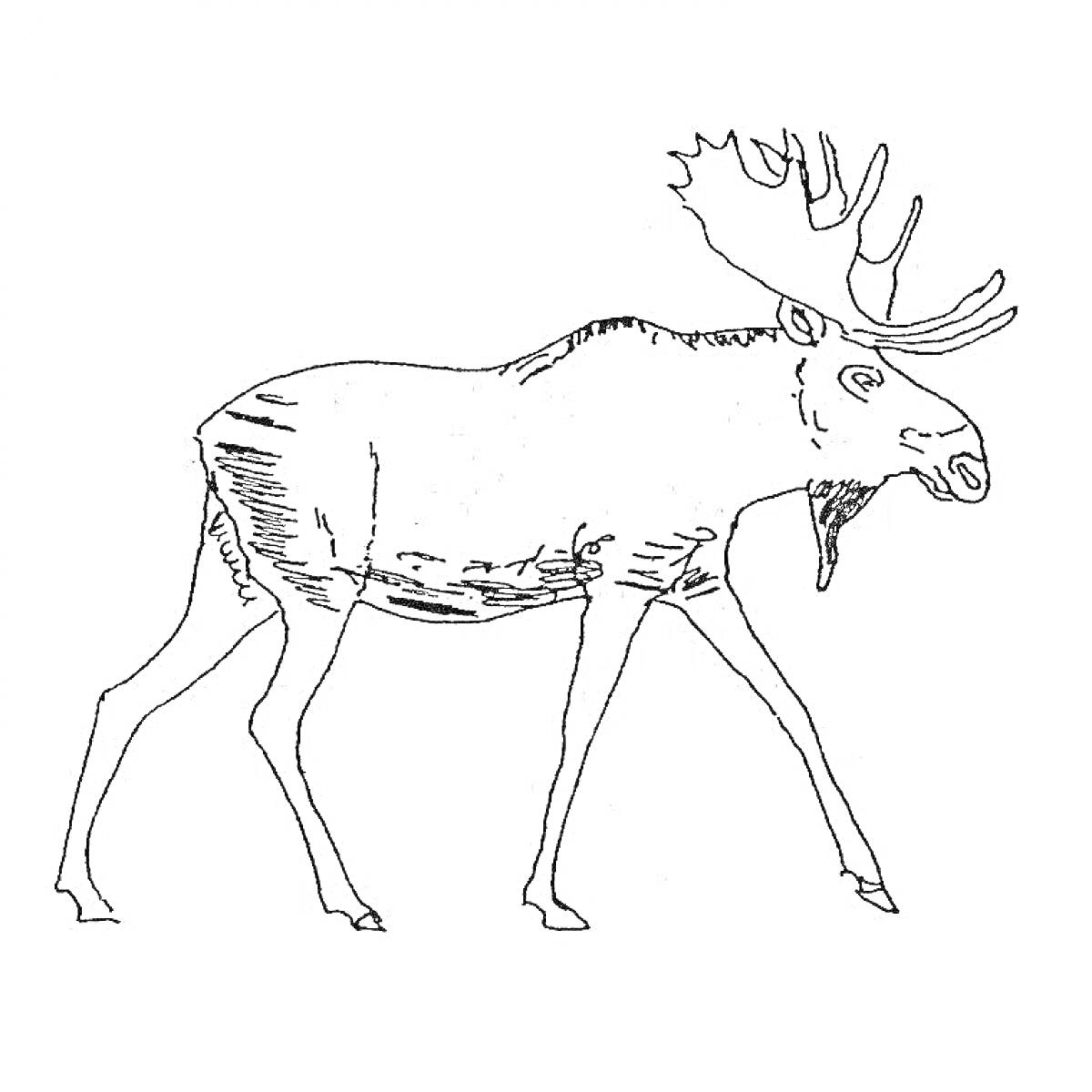 На раскраске изображено: Северный олень, Рога, Животные, Для детей, Дикие животные