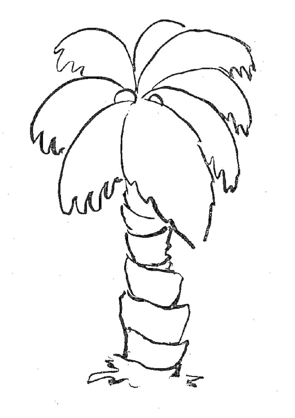 Раскраска Пальма с листьями и стволом, стоящая на земле