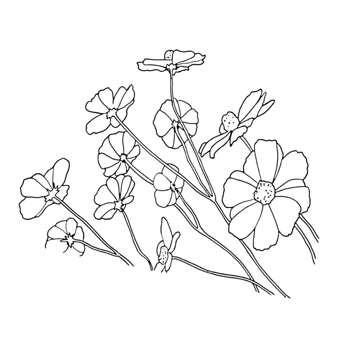Рисунок цветущего льна с цветками и стеблями