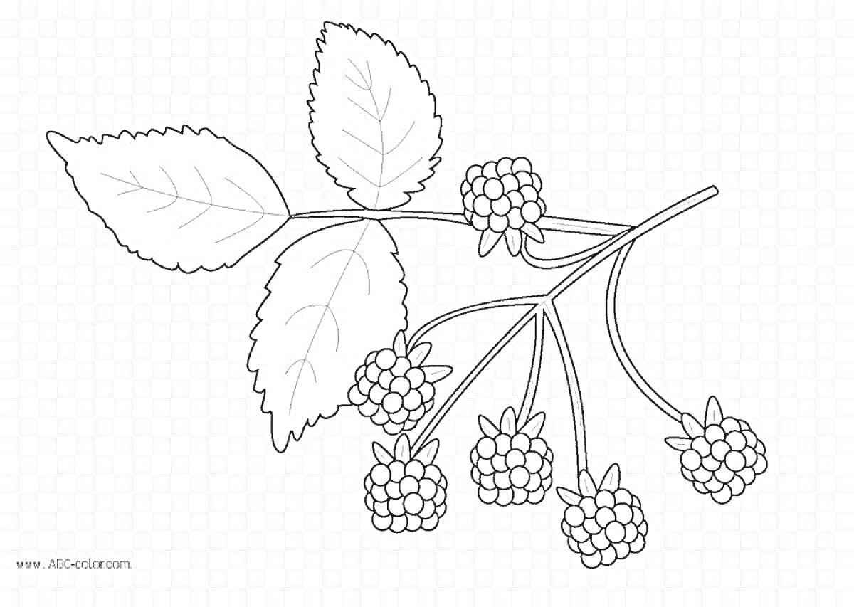 На раскраске изображено: Морошка, Ягоды, Листья, Природа, Плоды