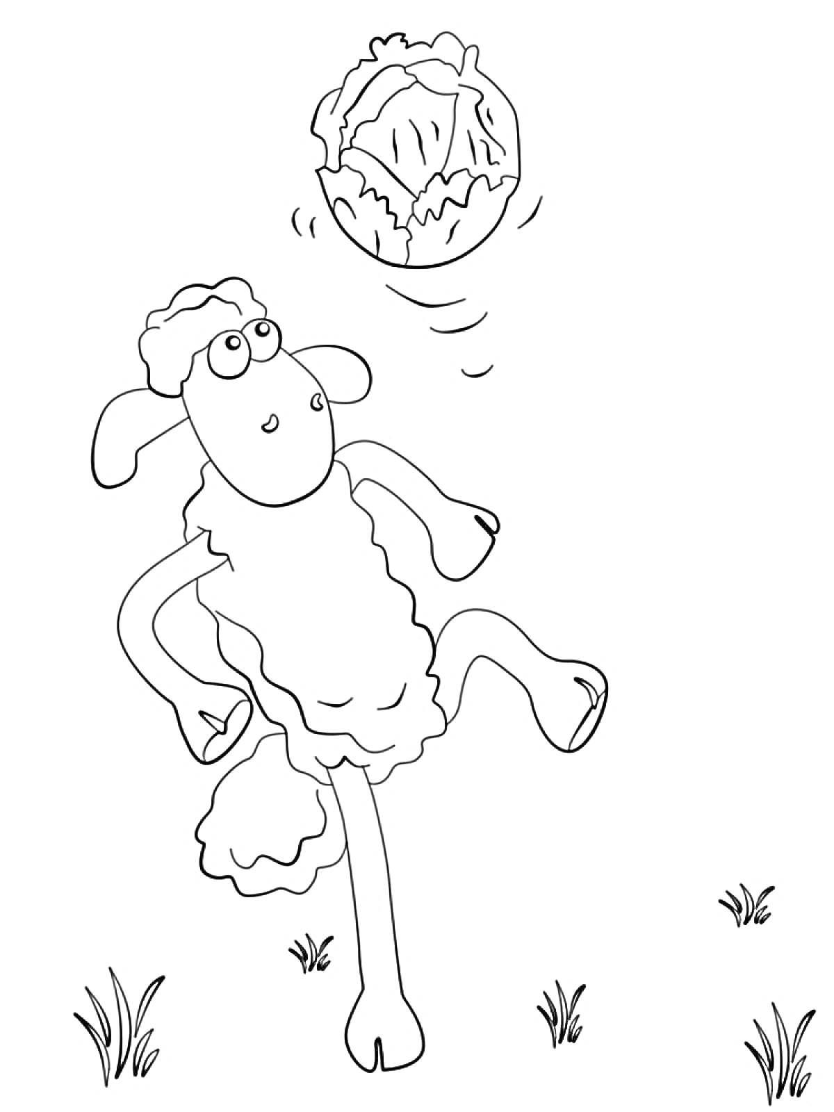 Раскраска Барашек Шон играет с кочаном капусты на лужайке