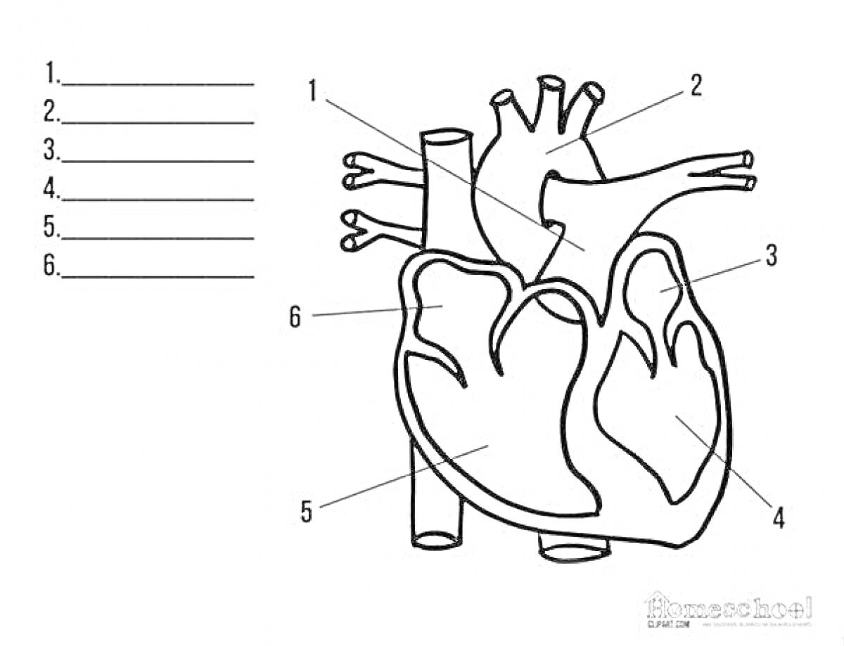 Раскраска Анатомия сердца с обозначениями частей (аорта, верхняя полая вена, легочная артерия, легочные вены, левая предсердная, левая желудочная камера)