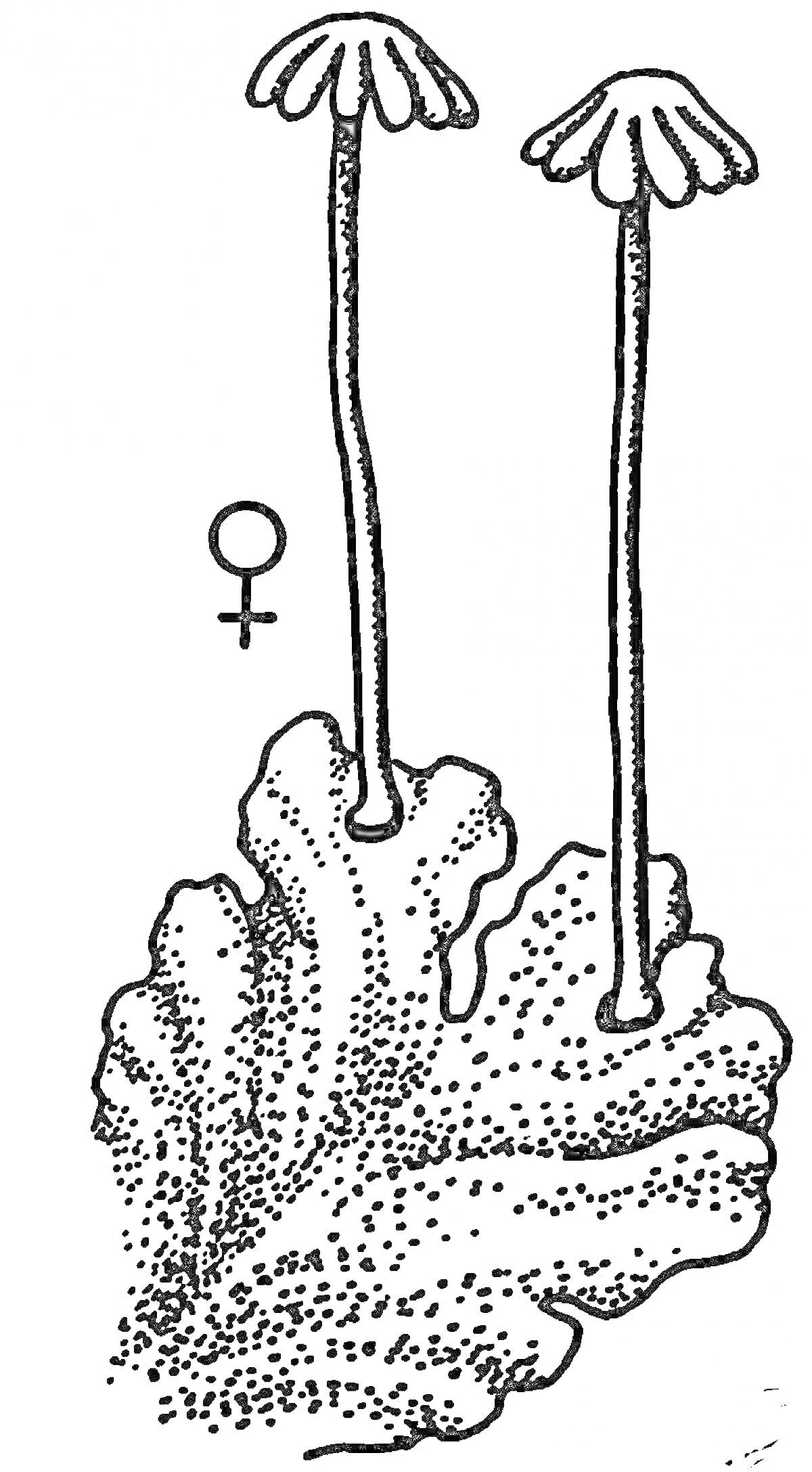 Мох с двумя длинными стеблями и шляпками, а также с обозначением женского пола