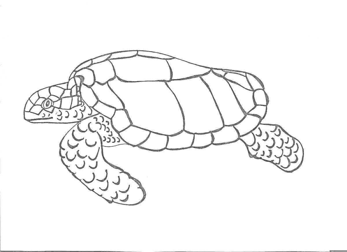 На раскраске изображено: Морская черепаха, Черепаха, Ласты, Панцирь