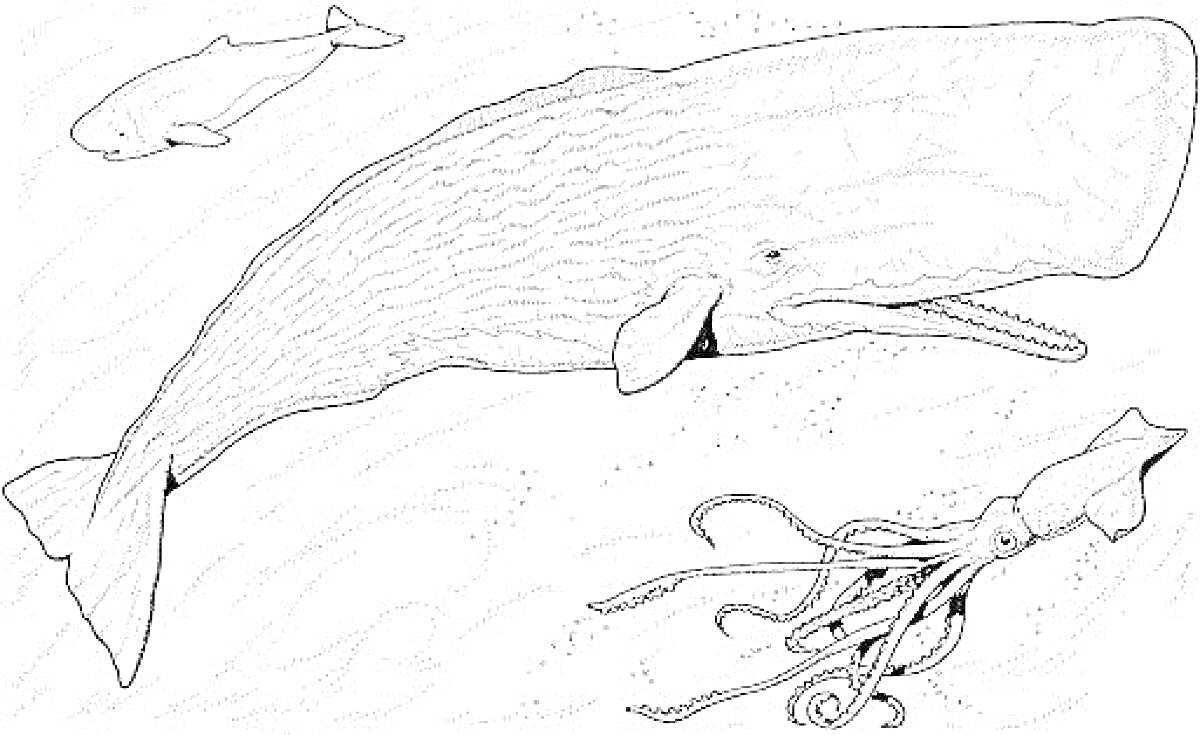 Раскраска Кашалот, большой кальмар, маленький кит