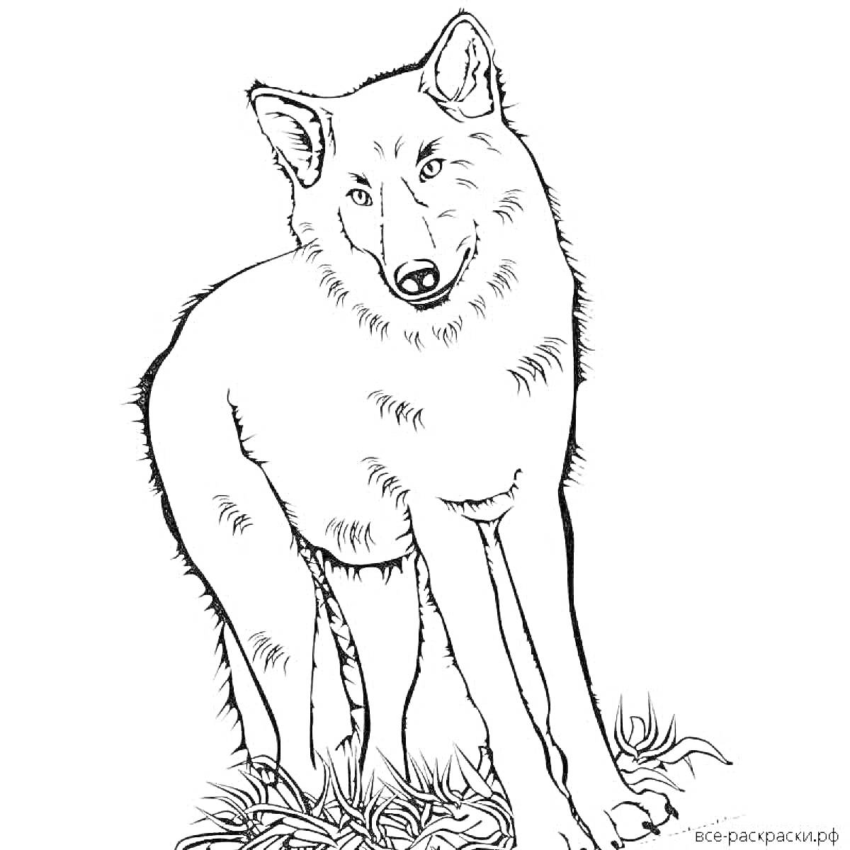На раскраске изображено: Красный волк, Трава, Дикие животные, Природа