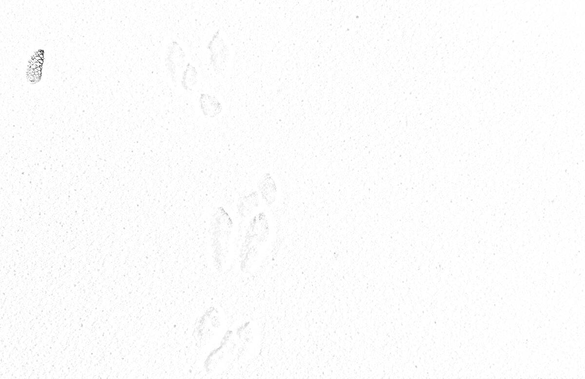 Раскраска следы зайца на снегу
