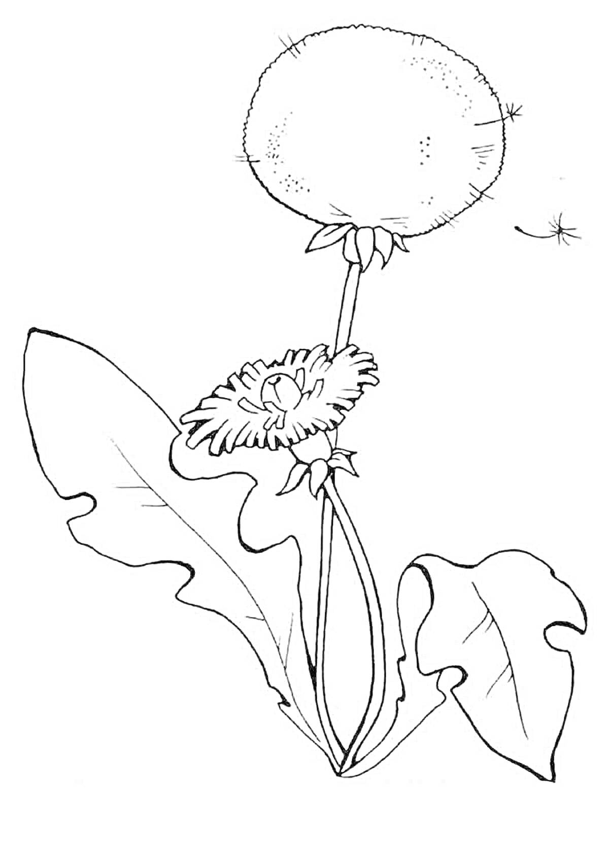 Раскраска Одуванчик с двумя цветами и листом, одно семечко летит