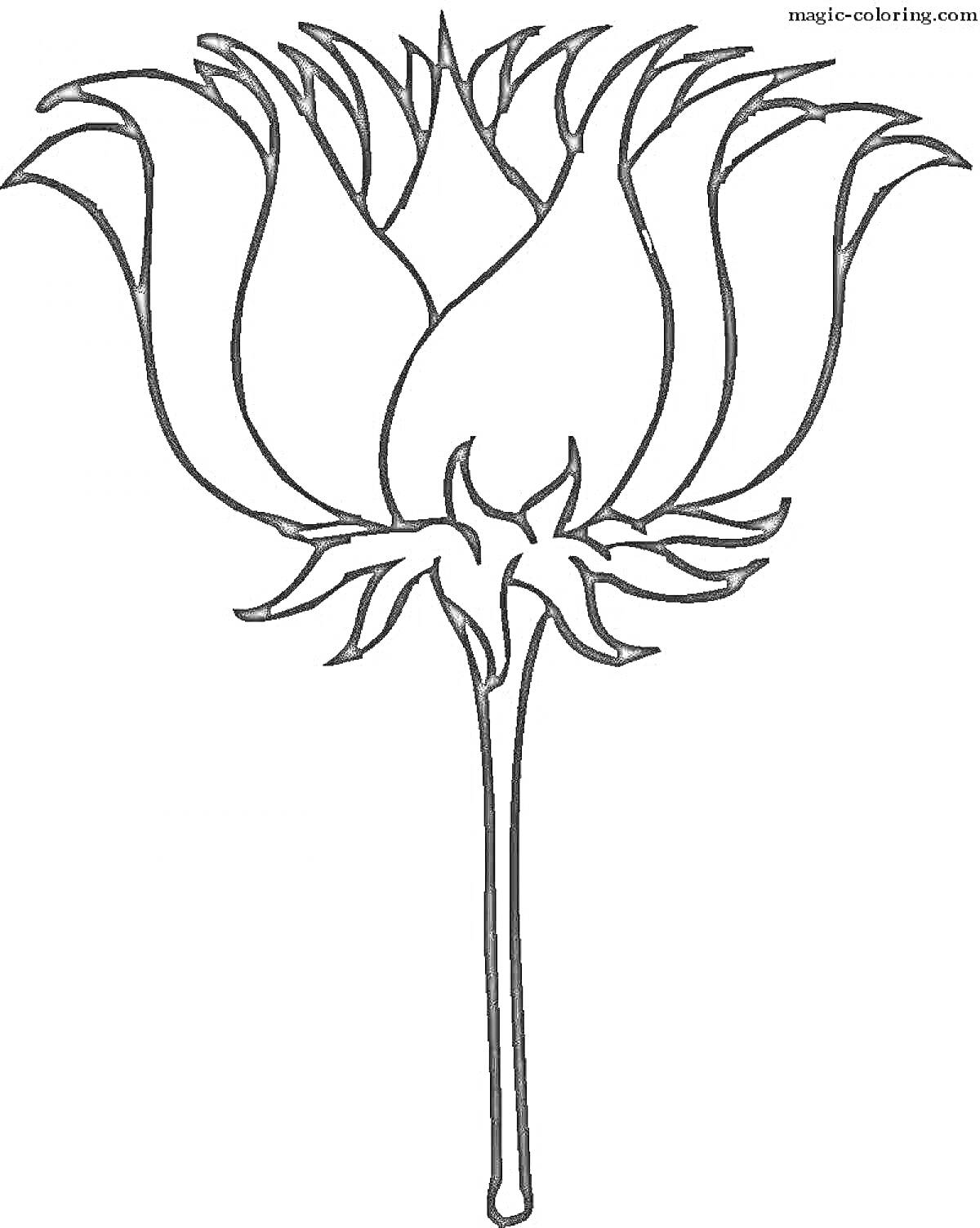 Раскраска Волшебный цветок с длинным стеблем и пышными лепестками