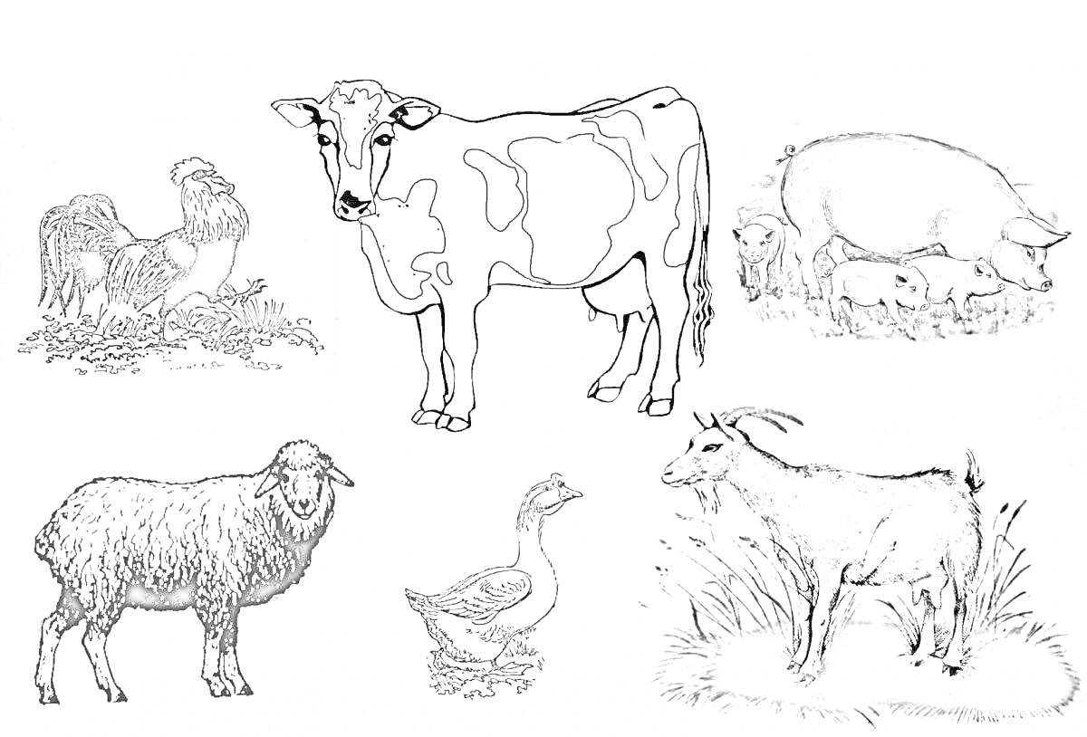 Раскраска Домашние животные на ферме - петух и курица, корова, свинья и поросята, овца, утка, коза