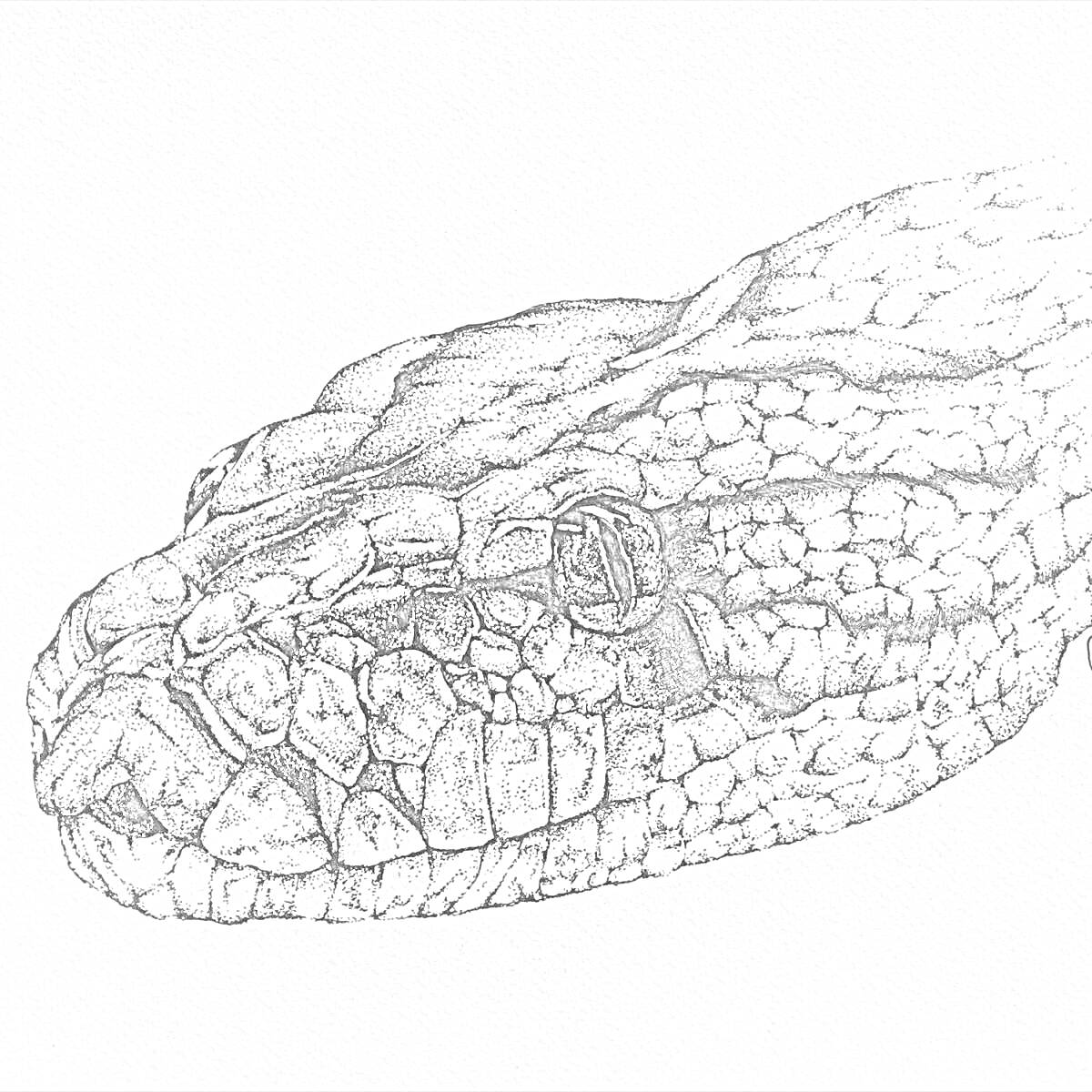 Раскраска Голова степной гадюки крупным планом, контурное изображение