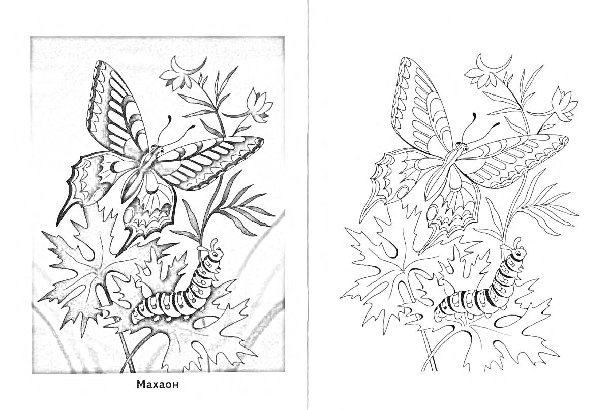На раскраске изображено: Бабочка, Листья, Природа, Крылья, Насекомое, Растения, Гусеницы