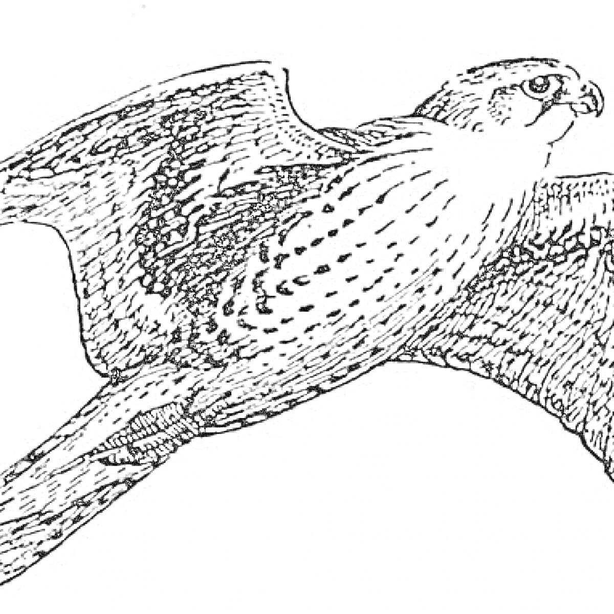 На раскраске изображено: Сапсан, Птица, Полет, Крылья, Животный мир, Природа