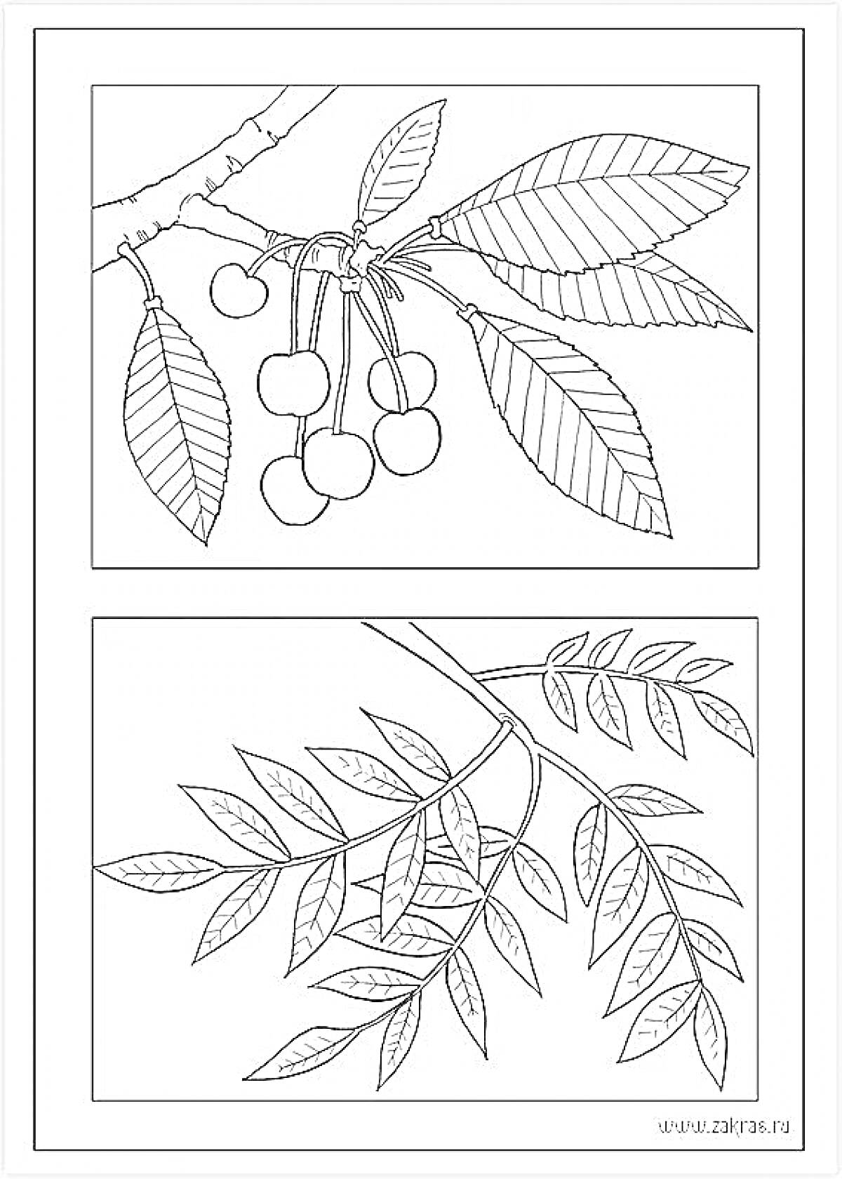 На раскраске изображено: Ветка, Листья, Плоды, Черешня, Рябина, Для детей