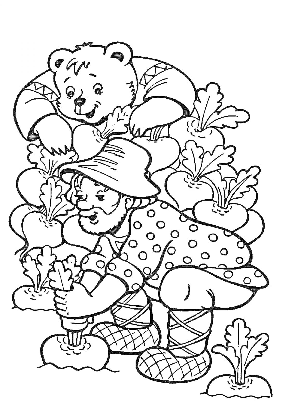 На раскраске изображено: Медведь, Старик, Репа, Сбор урожая, Из сказок, Сад, Овощи