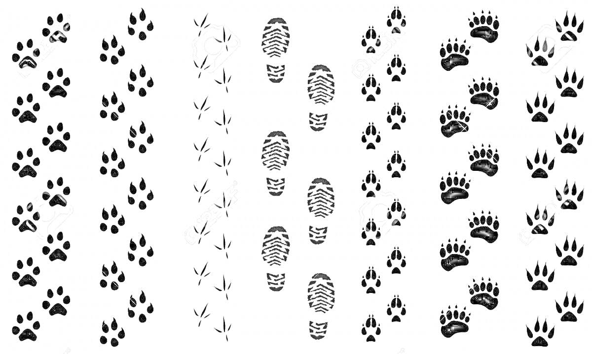 На раскраске изображено: Следы, Лиса, Собака, Птица, Человек, Медведь