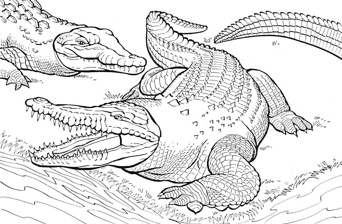 Раскраска Два крокодила у водоема с травой