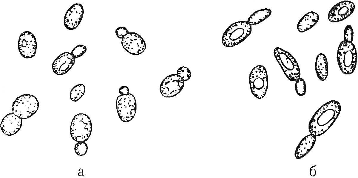 Раскраска Дрожжи под микроскопом, клетки дрожжей в разных стадиях размножения