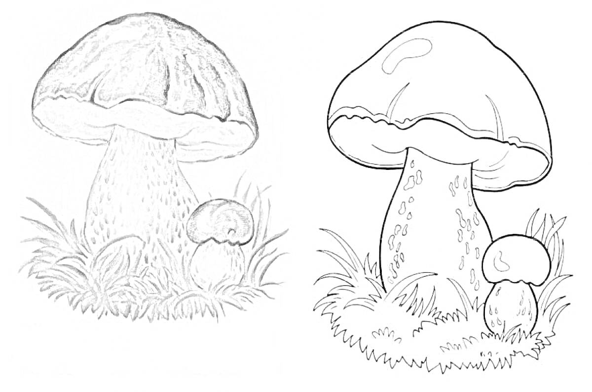 Раскраска Большой и маленький грибы на траве