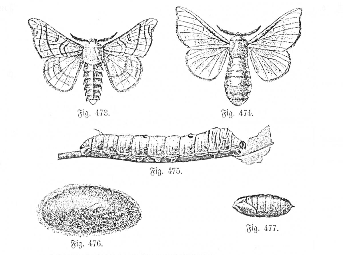 Раскраска Тутовый шелкопряд: стадии развития - яичные, гусеница, кокон, взрослые бабочки (самец и самка)