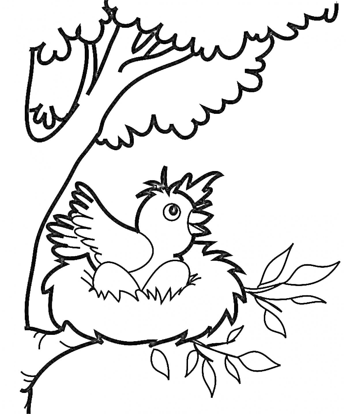 На раскраске изображено: Птенец, Гнездо, Ветка, Листва, Природа, Птица, Яйца, Деревья
