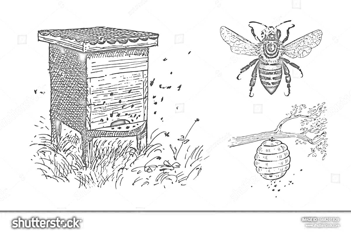 На раскраске изображено: Улей, Ветка, Природа, Пасека, Мед, Пчеловодство, Цветы