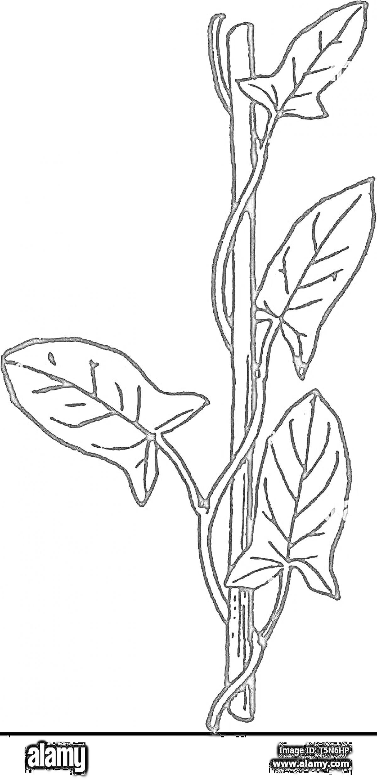 Раскраска стебель с тремя листьями, обвивающий палку