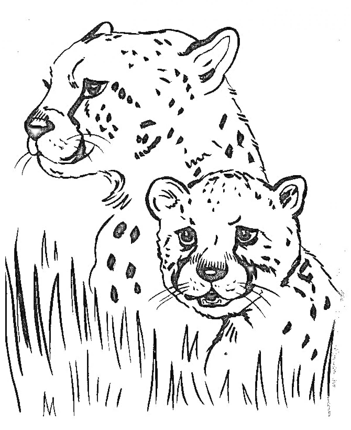 Раскраска Взрослый и детеныш гепарда в траве