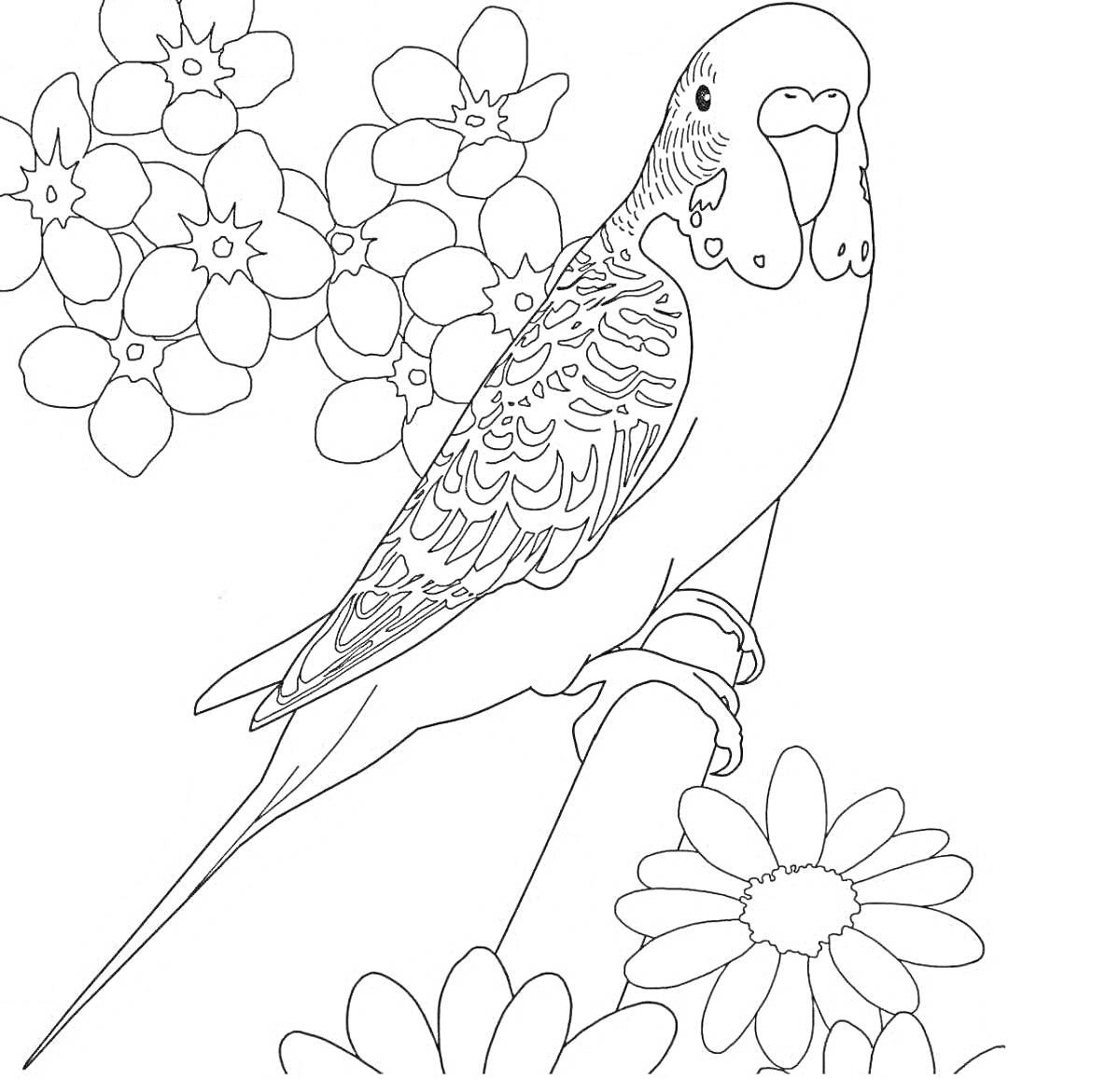 Раскраска Попугай на ветке с цветами