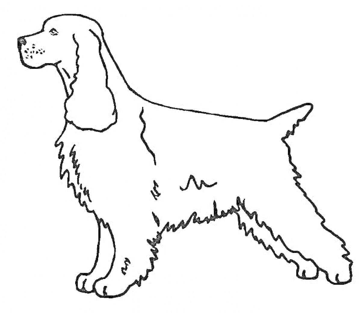 На раскраске изображено: Собака, Стоящая собака, Для детей, Длинные уши, Домашние животные, Контурные рисунки