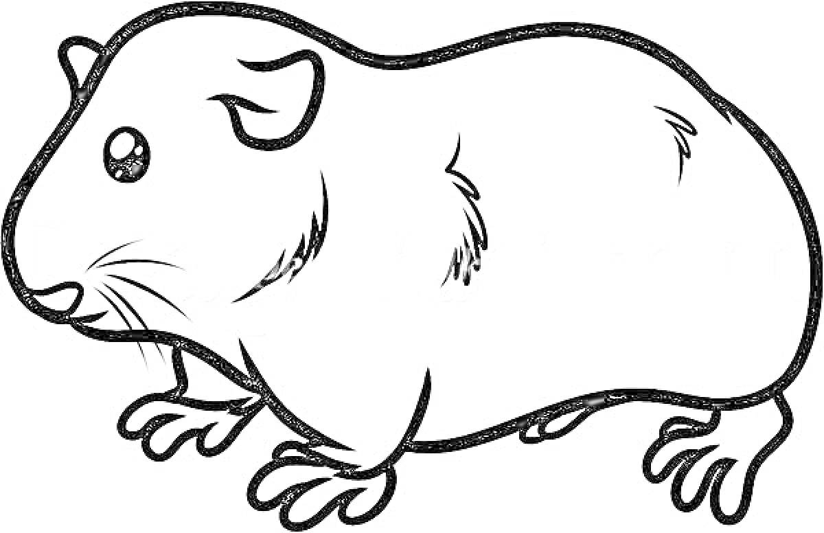 Раскраска Морская свинка с большими глазами и милыми лапками
