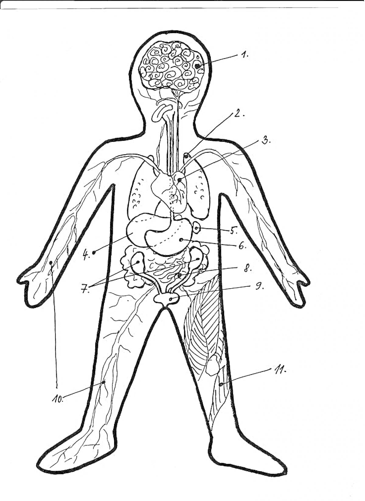 Строение тела человека (1-мозг, 2-пищевод, 3-легкие, 4-сердце, 5-желудок, 6-кишечник, 7-поджелудочная железа, 8-печень, 9-почки, 10-тонкая кишка, 11-мускулатура)