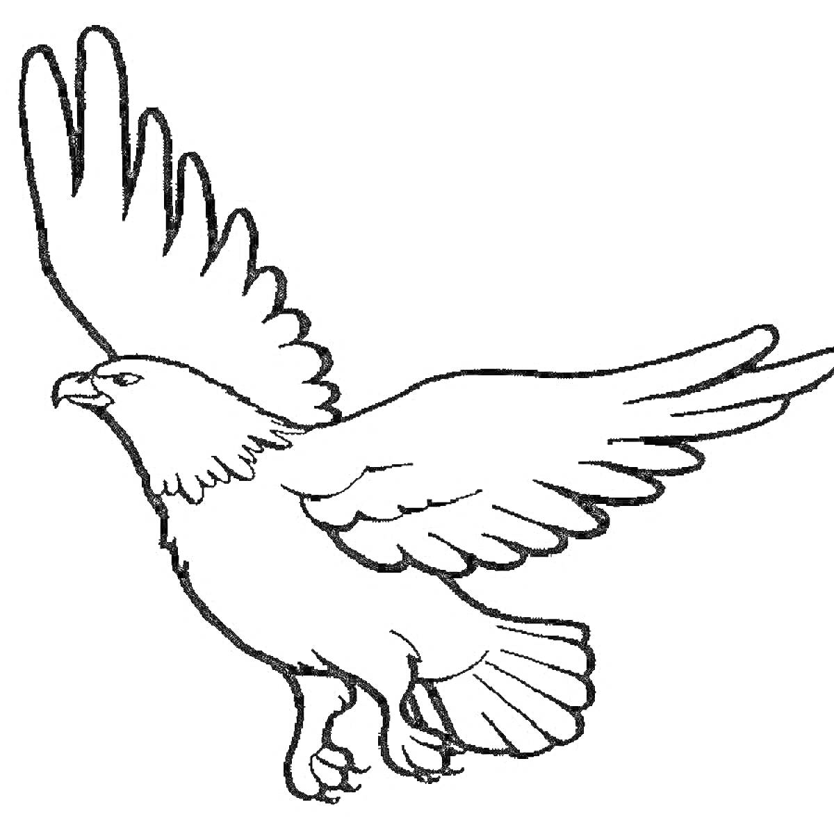На раскраске изображено: Орел, Птица, Крылья, Для детей
