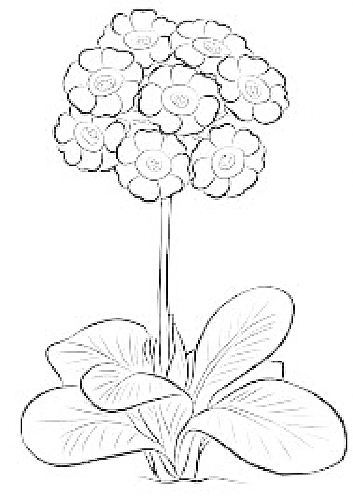 Раскраска Цветок с десятью цветками на одной ножке и большими листьями у основания