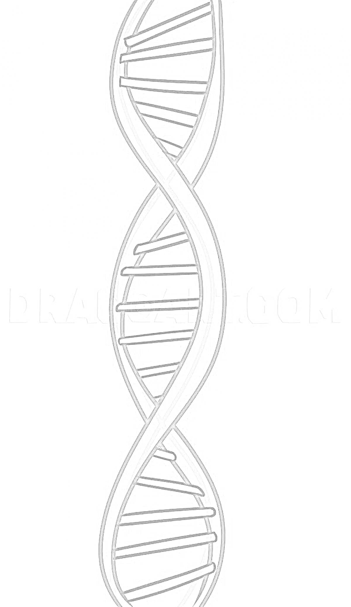 Раскраска Двойная спираль ДНК с лестничными перекладинами