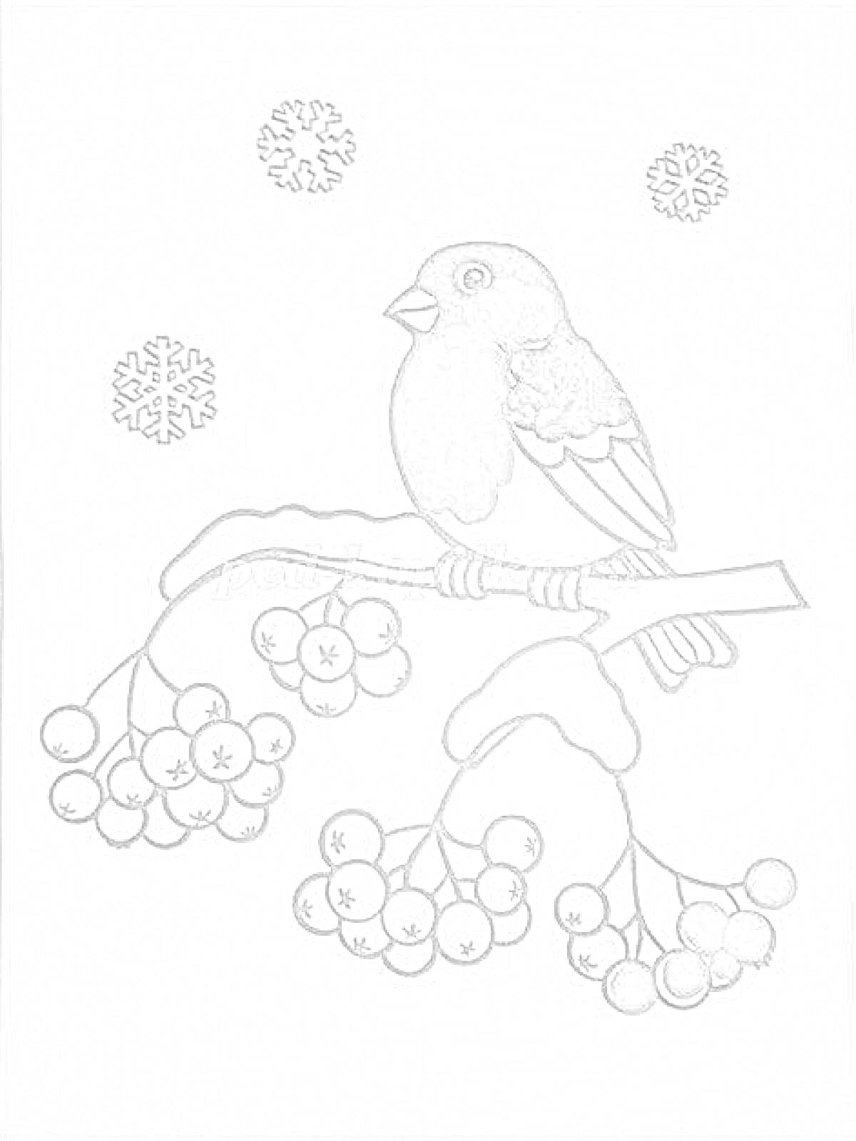Раскраска Снегирь на ветке рябины зимой с ягодами и снежинками