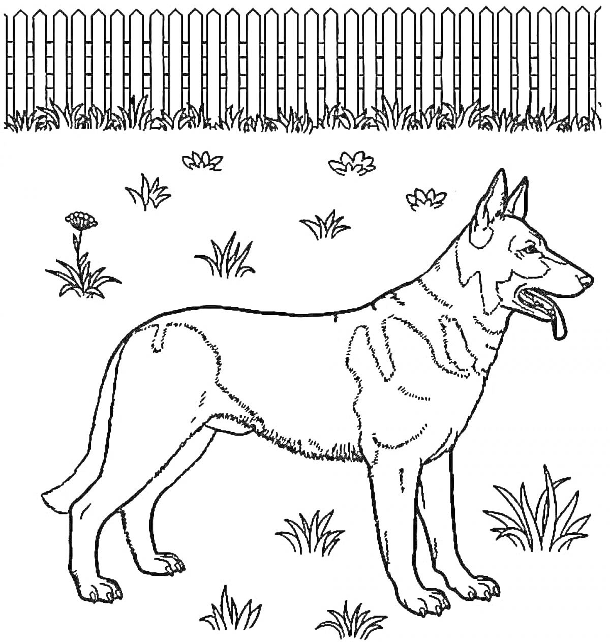 Раскраска Собака с пастушьими ушами на фоне забора, трава и цветы