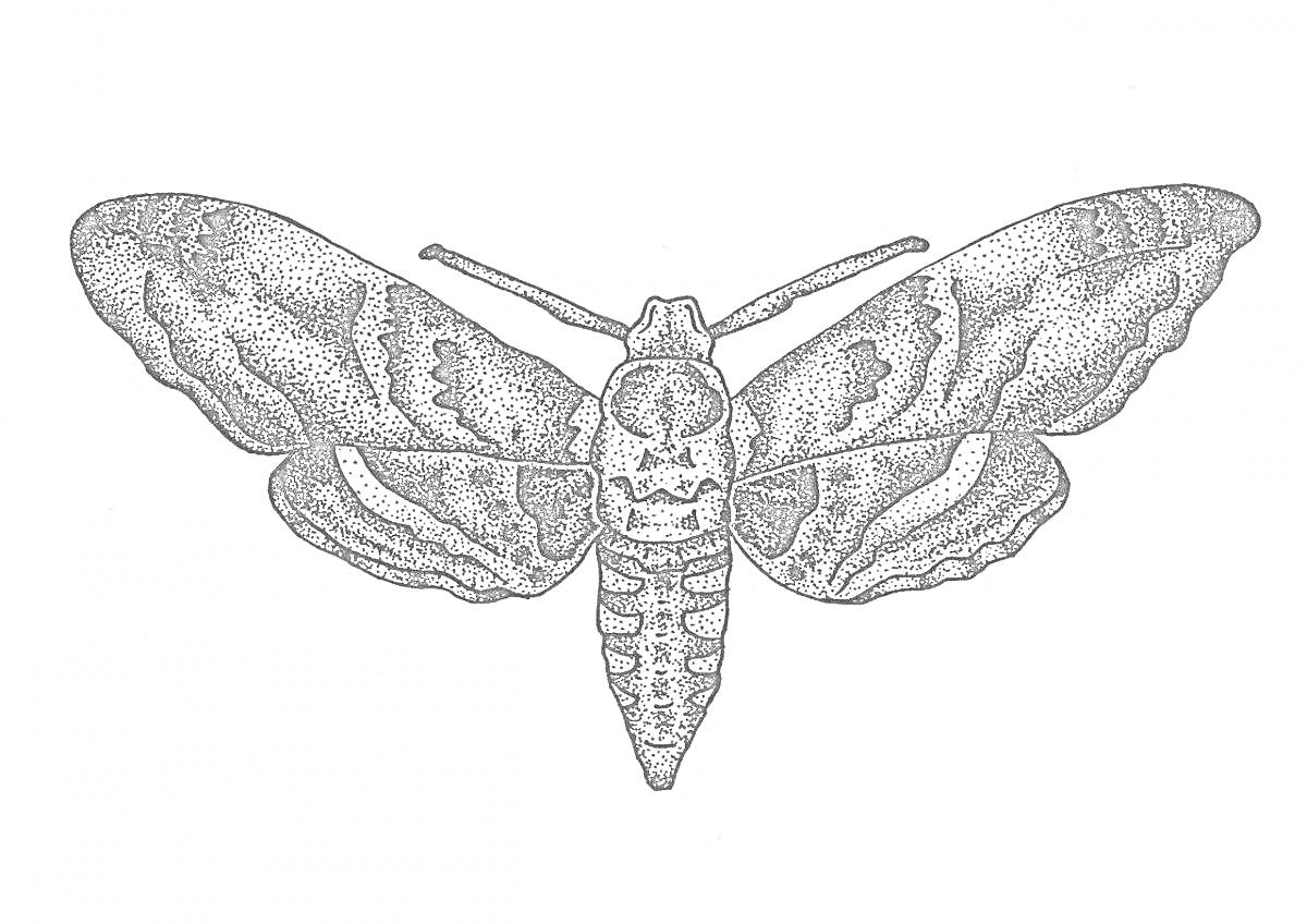 На раскраске изображено: Моль, Насекомое, Крылья, Природа, Детальная иллюстрация