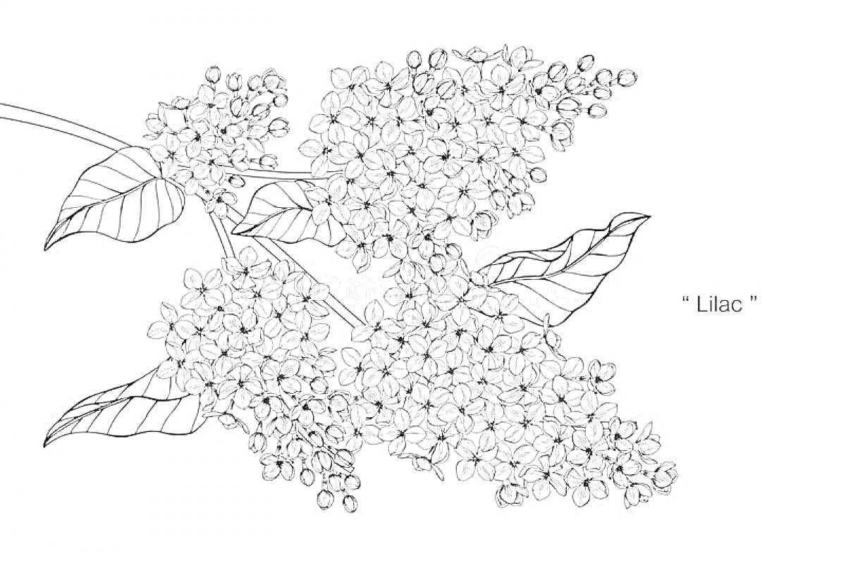 На раскраске изображено: Сирень, Цветы, Листья, Природа, Ботаника, Для детей